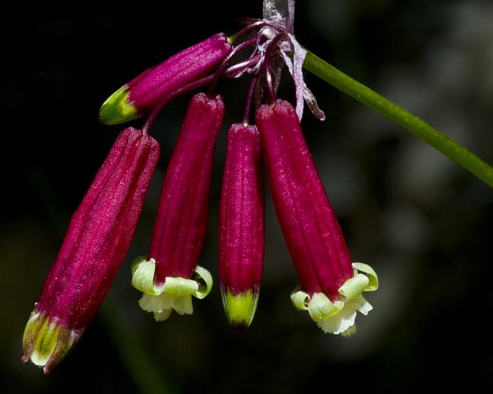 Firecracker Plant, Dichlostemma ida-maia.jpg